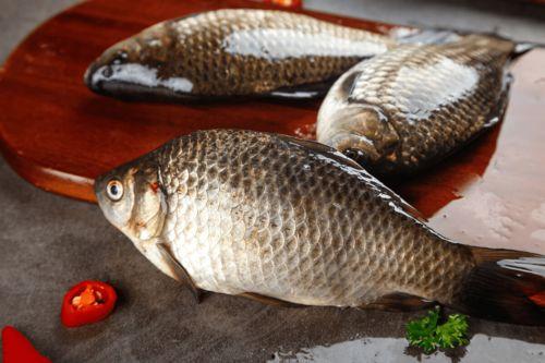 鲫鱼吃小白瓜吗,探究鱼儿饮食之谜