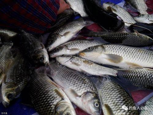 鲫鱼吃小白瓜吗,探究鱼儿饮食之谜