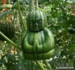 网络吃瓜头像,揭秘网络潮流背后的趣味与现象