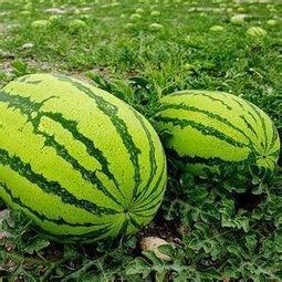 网络吃瓜头像,揭秘网络潮流背后的趣味与现象