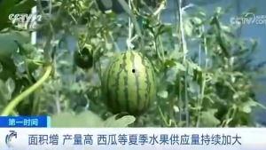 夏日快乐的吃瓜群众,吃瓜群众的快乐盛宴