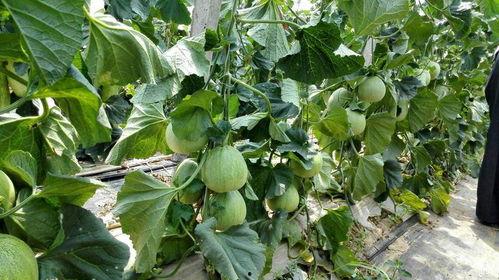 山东金香吃瓜,吃瓜群众的美食盛宴