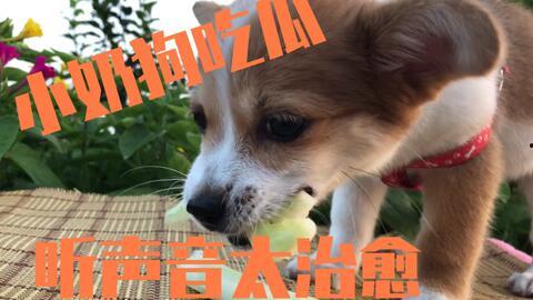 狗吃瓜搞笑,笑料横生，欢乐无限
