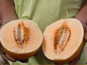 吃瓜超料,吃瓜超料带你领略幕后风云