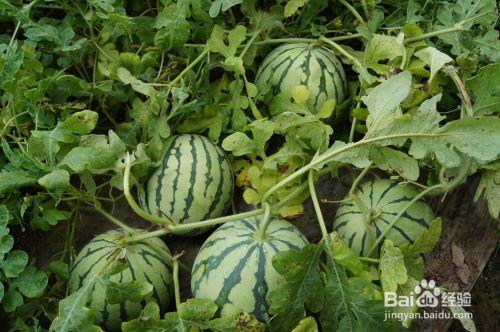 吃瓜怎么选好吃,如何挑选美味多汁的瓜果