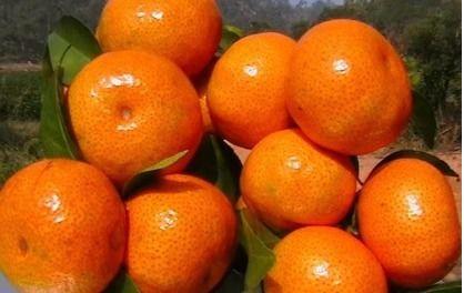 吃过桔子可以吃哈密瓜吗,探索柑橘与哈密瓜的美食之旅