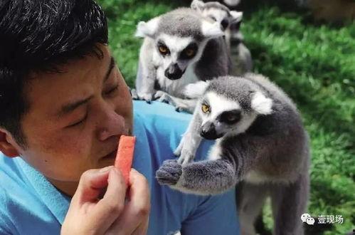 动物吃瓜美术,动物们的“美食”盛宴