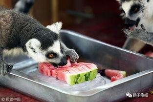 动物吃瓜美术,动物们的“美食”盛宴