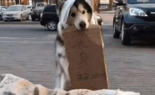 吃瓜群众围观狗狗,萌宠日常大盘点