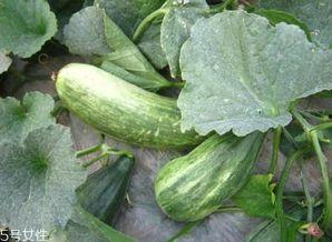 吃瓜的意义在于,揭秘网络时代下的娱乐观察与心理解码