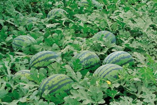 苏木吃瓜,揭秘农村生活的甜蜜与苦涩