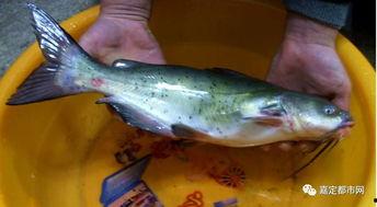 吃瓜群众有鱼吃,揭秘网络热议背后的美食诱惑