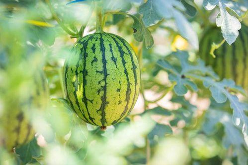 成都哪个地方吃瓜多,揭秘瓜香四溢的美食聚集地