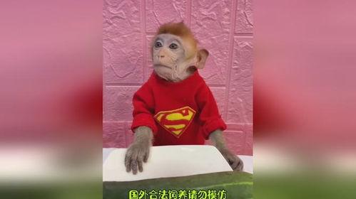 吃瓜搞笑猎奇,猎奇趣事大揭秘