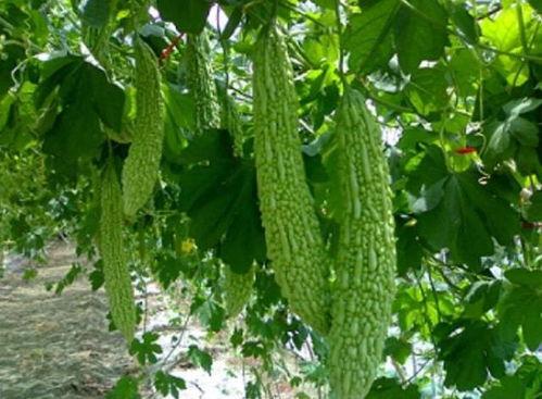 胍瓜怎么吃,胍瓜的多样食用方法与营养解析