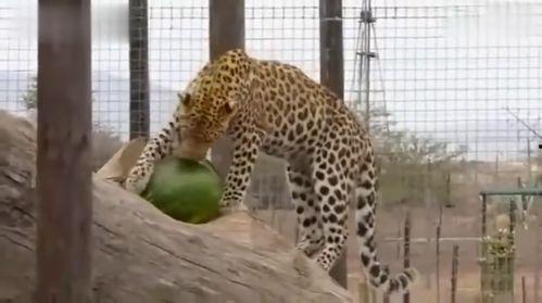 吃瓜的豹,揭秘动物界的“美食侦探”