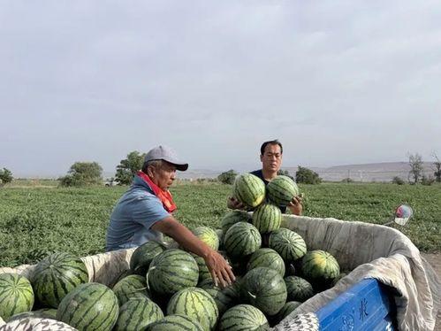 西巴吃瓜,揭秘瓜界奇闻轶事