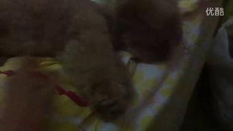 凄美的吃瓜视频