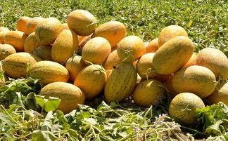 吃哈密瓜嘴角烂吗,嘴角烂现象揭秘