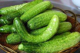 桐木吃瓜,探寻乡村田园的甜蜜时光