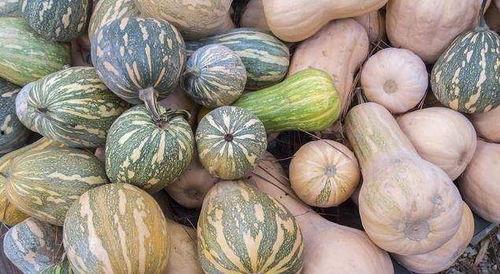 马泡瓜是毒瓜吗怎么吃,揭秘其是否为毒瓜及安全食用方法