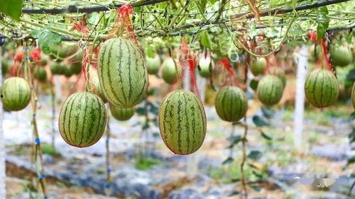 留村吃瓜,揭秘乡村生活的甜蜜与苦涩