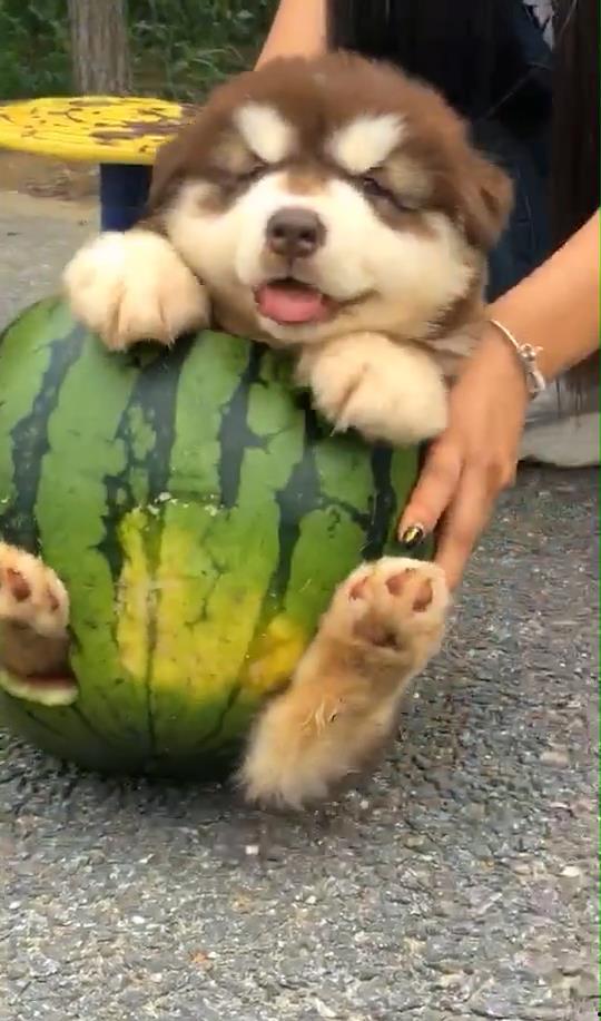 狗狗吃瓜动作,萌态百出，欢乐无限