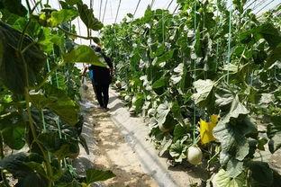 易县吃瓜视频,揭秘当地美食文化盛宴