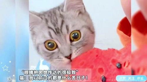 猫怎么吃瓜的视频,萌态百出，瓜果飘香