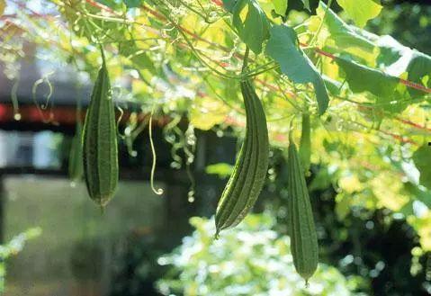 紫幻吃瓜大队,揭秘娱乐圈幕后风云