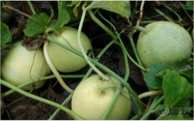 吃货馋嘴吃瓜图片大全