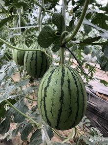 黑网网红吃瓜,揭秘娱乐圈背后的秘密与八卦