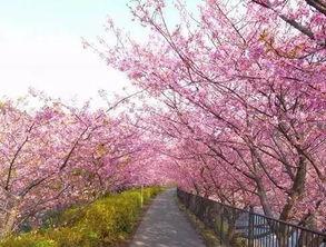 开满樱花的小岛吃瓜,赏花品瓜，共赴一场浪漫春日之旅