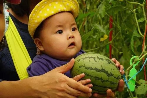陈伯吹瓜瓜吃瓜,一场趣味盎然的亲子互动之旅