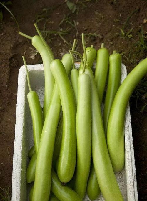 葫芦瓜糖尿病人可以吃吗,糖尿病患者的理想食材选择