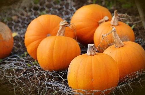 秋季吃瓜有什么好处