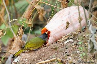小鸟吃生瓜,小鸟的生瓜美食之旅