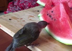 小鸟吃生瓜,小鸟的生瓜美食之旅