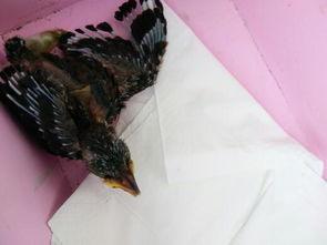 小鸟吃生瓜,小鸟的生瓜美食之旅