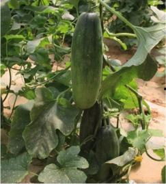 郯城喜园吃瓜,夏日吃瓜盛宴，畅享清凉时光