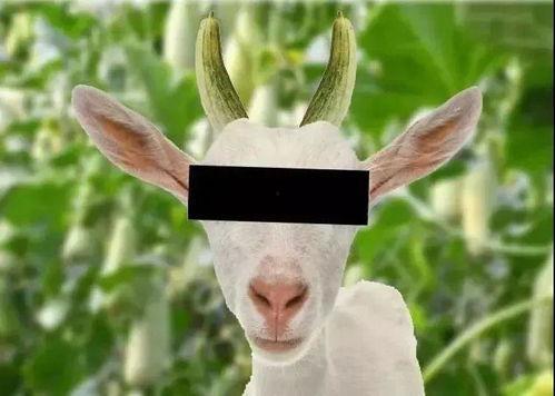 吃羊角瓜发胖吗,吃羊角瓜真的会发胖吗？