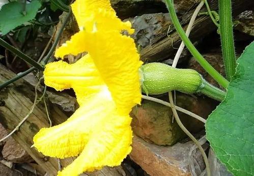 兰瓜花怎么吃  第2张